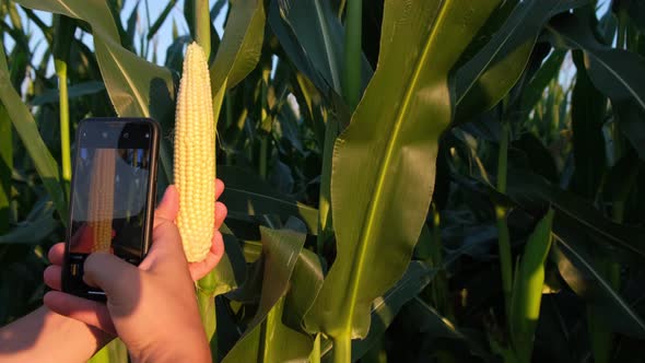 A Young Agronomist Inspects the Corn Crop Against the Backdrop of a Corn Field alt