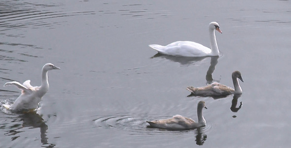 Swans In The Lake 2 alt