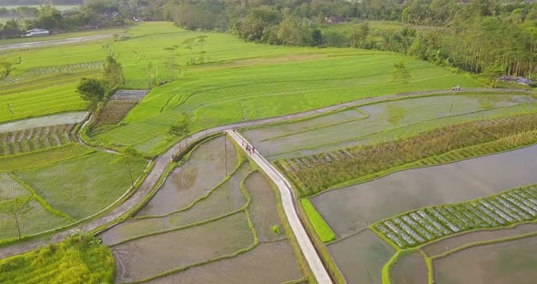Aerial view of terraced rice fields with a small road in the middle passed by a group of children in alt
