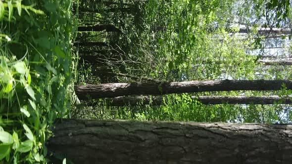 Vertical Video Aerial View Inside a Green Forest with Trees in Summer alt