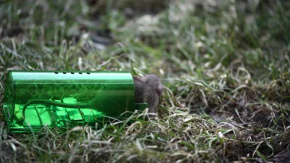 Big Gray Mouse or Small Rat Caught in Green Plastic Humane Mouse Trap Release to Fresh Grass in Park alt