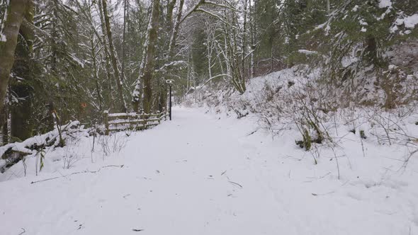 Hiking Path in Canadian Nature Trees in Forest Winter Snow Sunny Sky alt