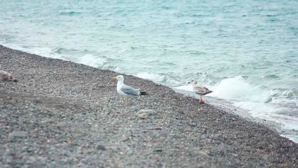 Gulls on the Beach 1
