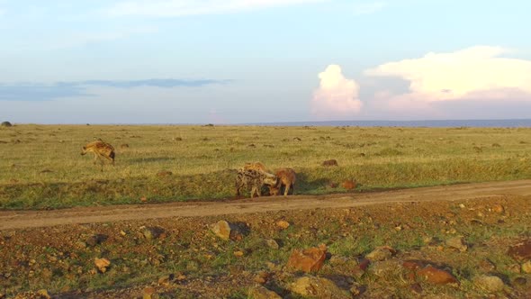 Clan of Hyenas in Savannah at Africa alt