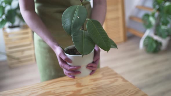 Uniformed Worker Puts a House Plant on the Table Closeup