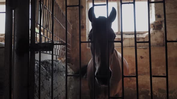 A horse stands in a horsepox behind a metal bars alt