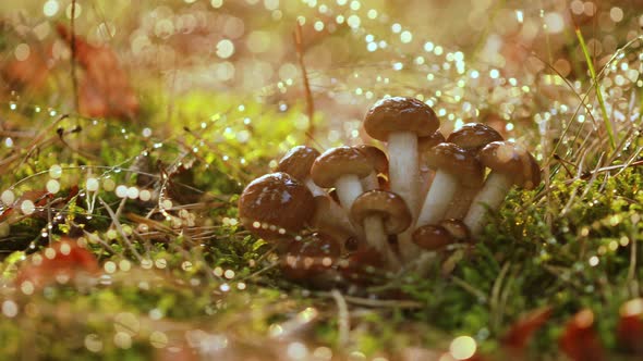 Armillaria Mushrooms of Honey Agaric In a Sunny Forest in the Rain alt