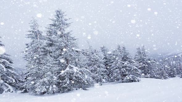 Beautiful Fluffy Snow on Tree Branches. Snow Falls Beautifully From the Spruce Branches. Winter alt
