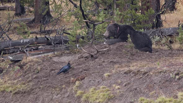 Grizzly Bear laying on top of Elk carcass it has buried in the dirt alt