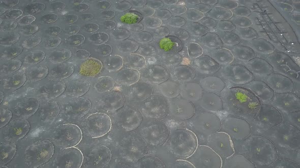 Drone Shot of Vineyards on Black Volcanic Soil in Lanzarote. Aerial Scenic View of Wine-growing in alt