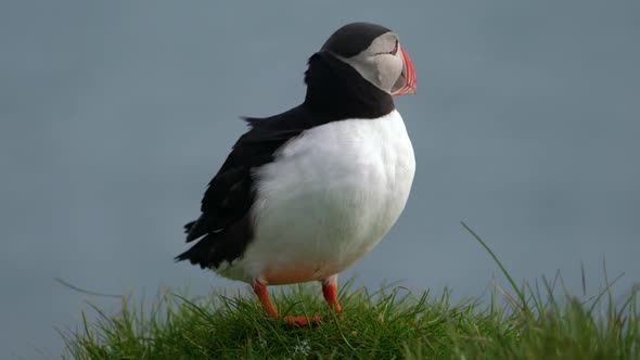 Wild Atlantic Puffin Seabird in the Auk Family in Iceland alt