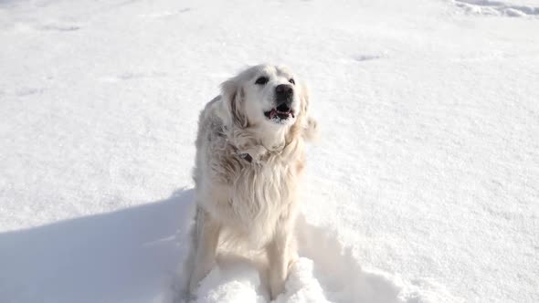 Golden Retriever Barks Loudly in the Winter Snow alt