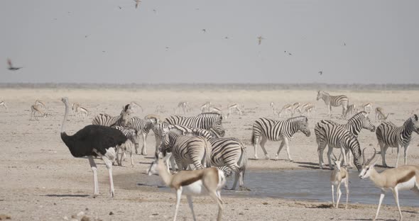 Hundreds of Zebras and Birds