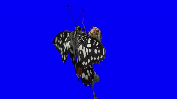 Butterfly on Bluescreen
