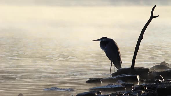Great Blue Heron in the Morning Mist (Medium)