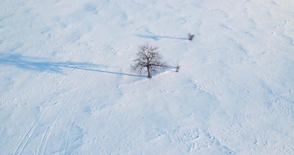 A Tree In A Field