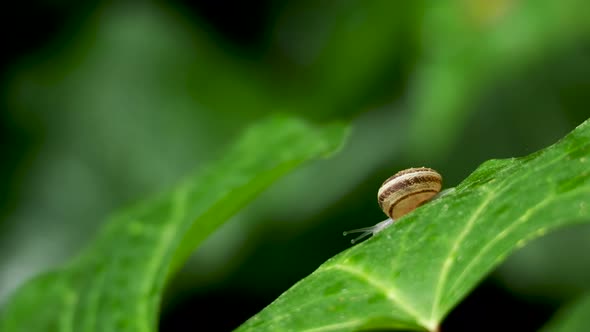 Snail Slowly Crawling on a Wet Green Leaf. Natural Background with Moving Insect. alt