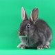 Little Gray Fluffy Rabbit Sits on a Green Chromakey Background - VideoHive Item for Sale