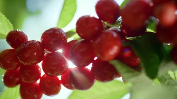 Red Wet Cherry Shining on Branch Tree Closeup alt