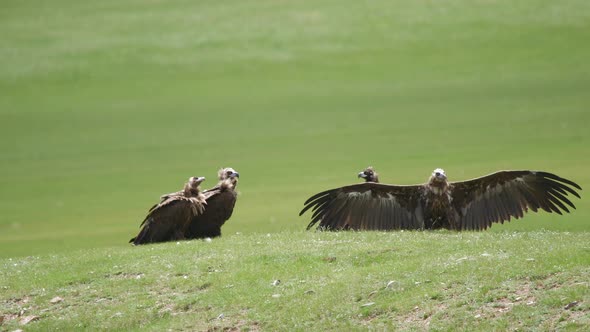 Free Wild Vulture Showing With Gigantic Big Wings in Natural Environment Habitat alt