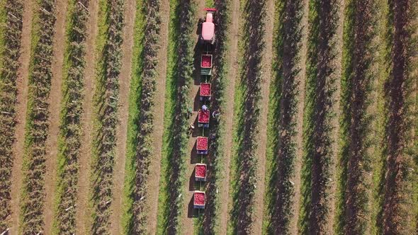 An aerial following view of a truck loaded up with freshly picked apples. Apple harvest. alt