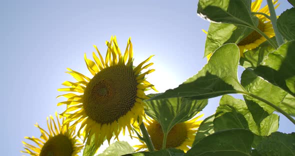 Sunflower Field In The Wind alt