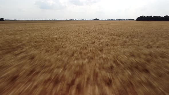 Fast flying over the field of ripe wheat