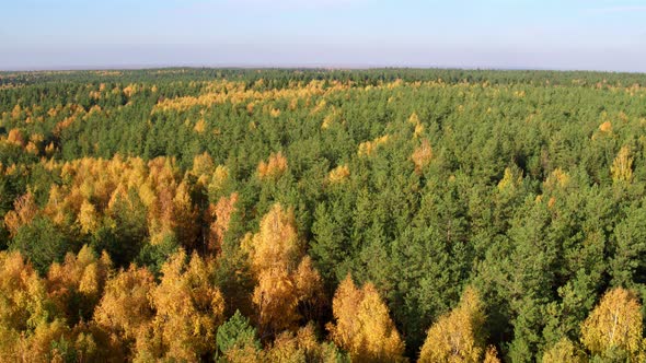 Aerial View at Autumn Mixed Forest at Day
