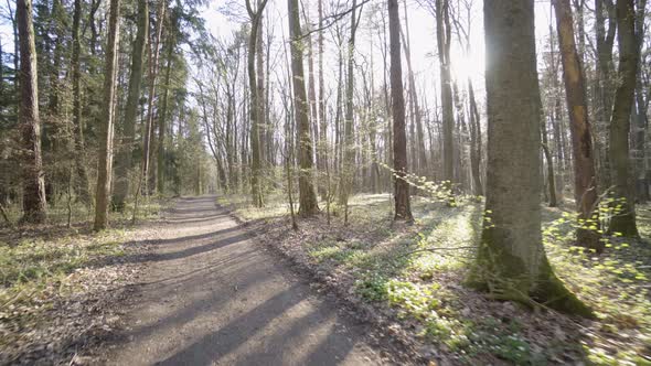 The Camera Flies Through a Forest with a Pathway on a Sunny Spring Day