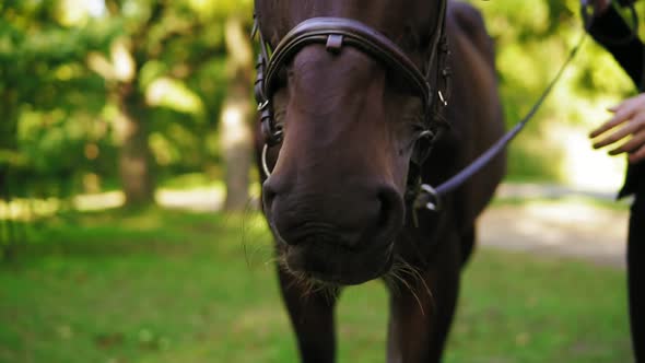 Closeup View of Unrecognizable Woman's Hand Petting Brown Horse in the Green Field alt