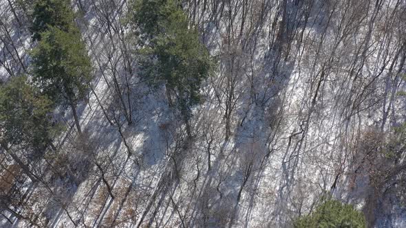 Long tree shadows on snowed ground in woods 4K drone video alt