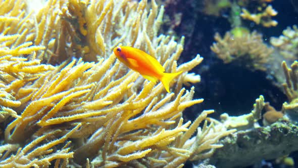 Colorful Fish Swim in an Aquarium Eat Corals and Play