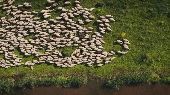 Sheep on a Green Meadow Graze Near a Pond Flying Drone Top View