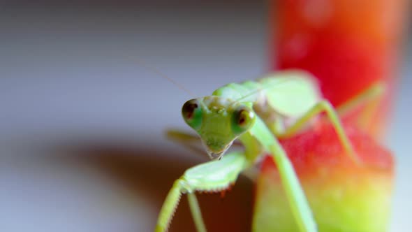 A Soft Closeup Shot of a Vietnamese Praying Mantis Hanging From a Stalk of Green Grass Preparing to alt