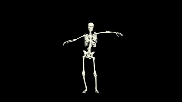 Skeleton Belly Dancing