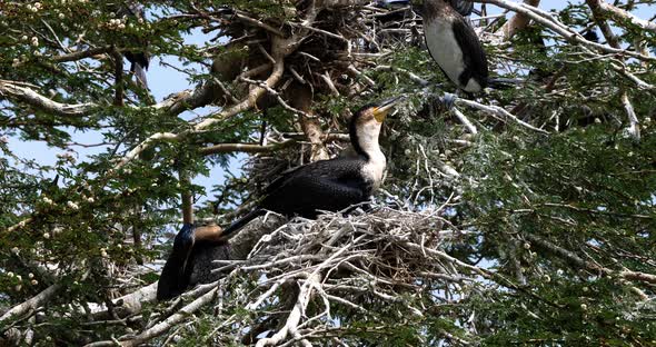 Reed Cormorant or Long-Tailed Cormorant, phalacrocorax africanus, Nesting on the Top of a Tree alt