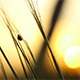 Ladybird Crawls Through the Grass at Sunset - VideoHive Item for Sale