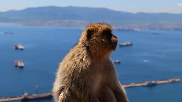 Close Up Of Barbary Macaque Sitting On The Upper Rock Of Gibraltar Nature Reserve With Seascape In B alt