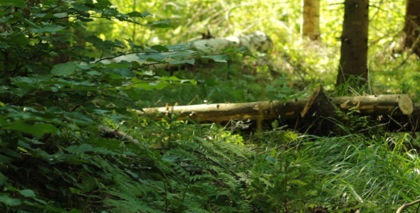 Birch Tree Falling, Stock Footage | VideoHive