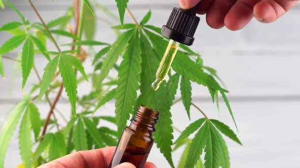 Hand dropping CBD oil from pipette to the bottle against Cannabis plant