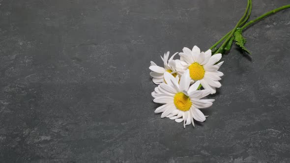 Man Puts White Chamomile Flowers on a Dark Concrete Table Closeup Slow Motion alt