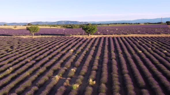 Valensole Lavender Field in Provence, France alt