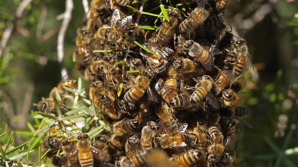 Swarm of bees, occitanie, France alt