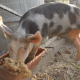Pig Eats Greedily - VideoHive Item for Sale