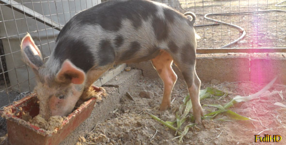 Pig Eats Greedily