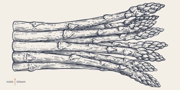 Asparagus Sketch Organic Vegetable