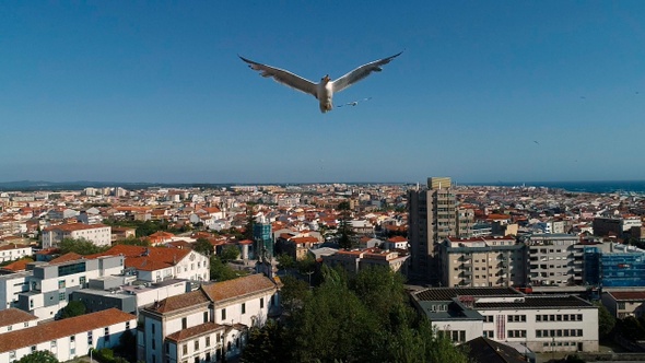 Seagulls And City alt
