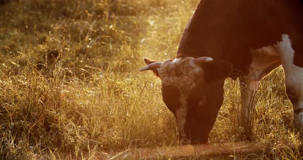 A young goby eats grass in the meadow in the early morning. A meat bull walks in the meadow.