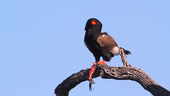 Bateleur Eagle in Kruger National park, South Africa alt
