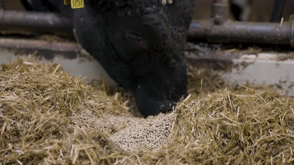 Beef cattle eats feed pellets mixed with hay, low angle close up alt